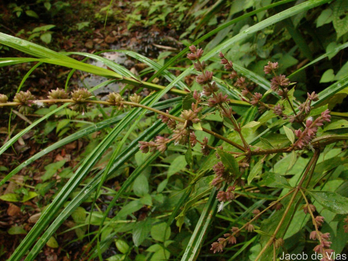 Pogostemon heyneanus Benth.